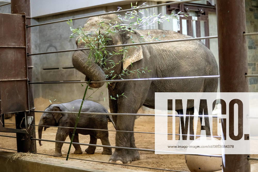 Two-month-old Asian baby elephant Linh Mai makes her public debut at the National Zoo in Washington, DC on Wednesday, April 15, 2026. The staff at the zoo have bottle-raised her since birth after her mother Nhi Linh rejected her. Another female elephant, Swarna, has stepped into the role of caring for Linh Mai. WAS20260415110 PATxBENIC