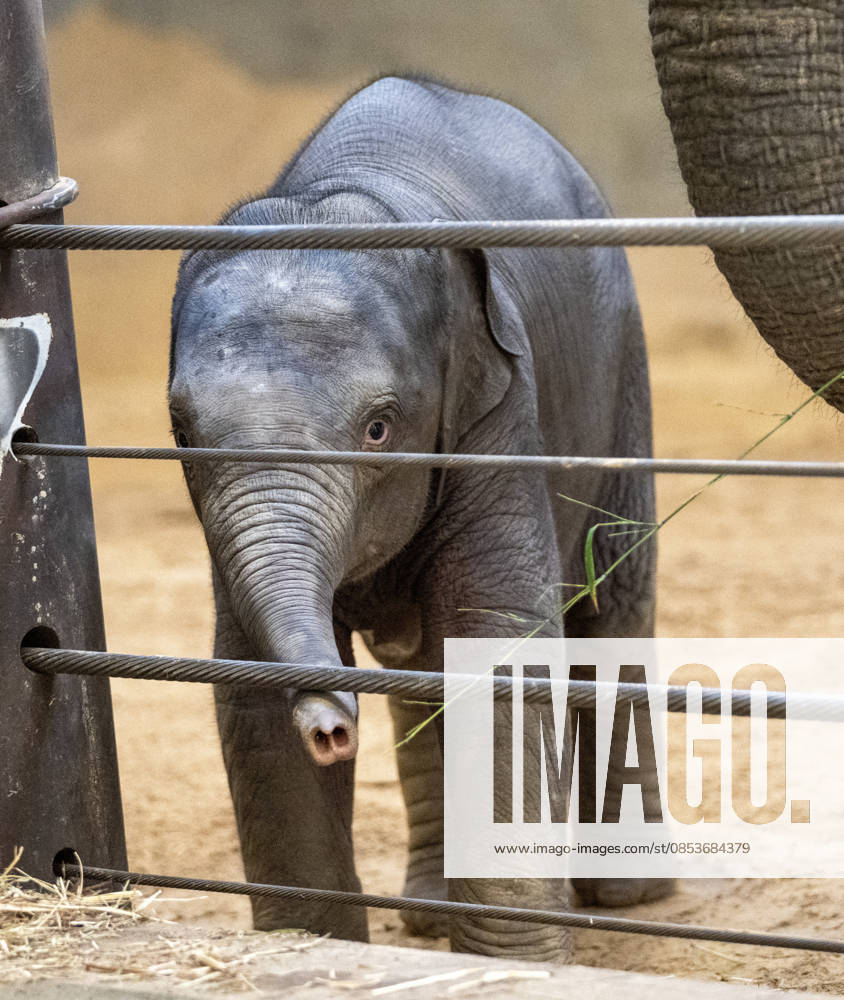 Two-month-old Asian baby elephant Linh Mai makes her public debut at the National Zoo in Washington, DC on Wednesday, April 15, 2026. The staff at the zoo have bottle-raised her since birth after her mother Nhi Linh rejected her. Another female elephant, Swarna, has stepped into the role of caring for Linh Mai. WAS20260415111 PATxBENIC