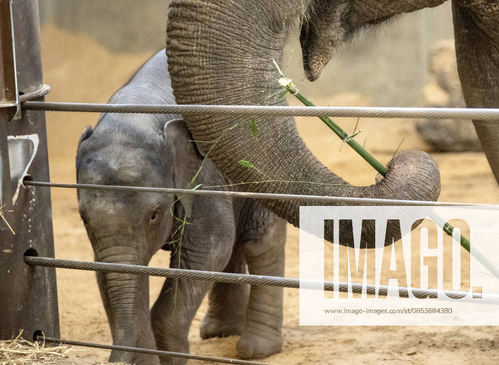 Two-month-old Asian baby elephant Linh Mai makes her public debut at the National Zoo in Washington, DC on Wednesday, April 15, 2026. The staff at the zoo have bottle-raised her since birth after her mother Nhi Linh rejected her. Another female elephant, Swarna, has stepped into the role of caring for Linh Mai. WAS20260415112 PATxBENIC