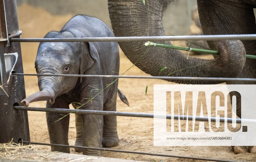 Two-month-old Asian baby elephant Linh Mai makes her public debut at the National Zoo in Washington, DC on Wednesday, April 15, 2026. The staff at the zoo have bottle-raised her since birth after her mother Nhi Linh rejected her. Another female elephant, Swarna, has stepped into the role of caring for Linh Mai. WAS20260415113 PATxBENIC
