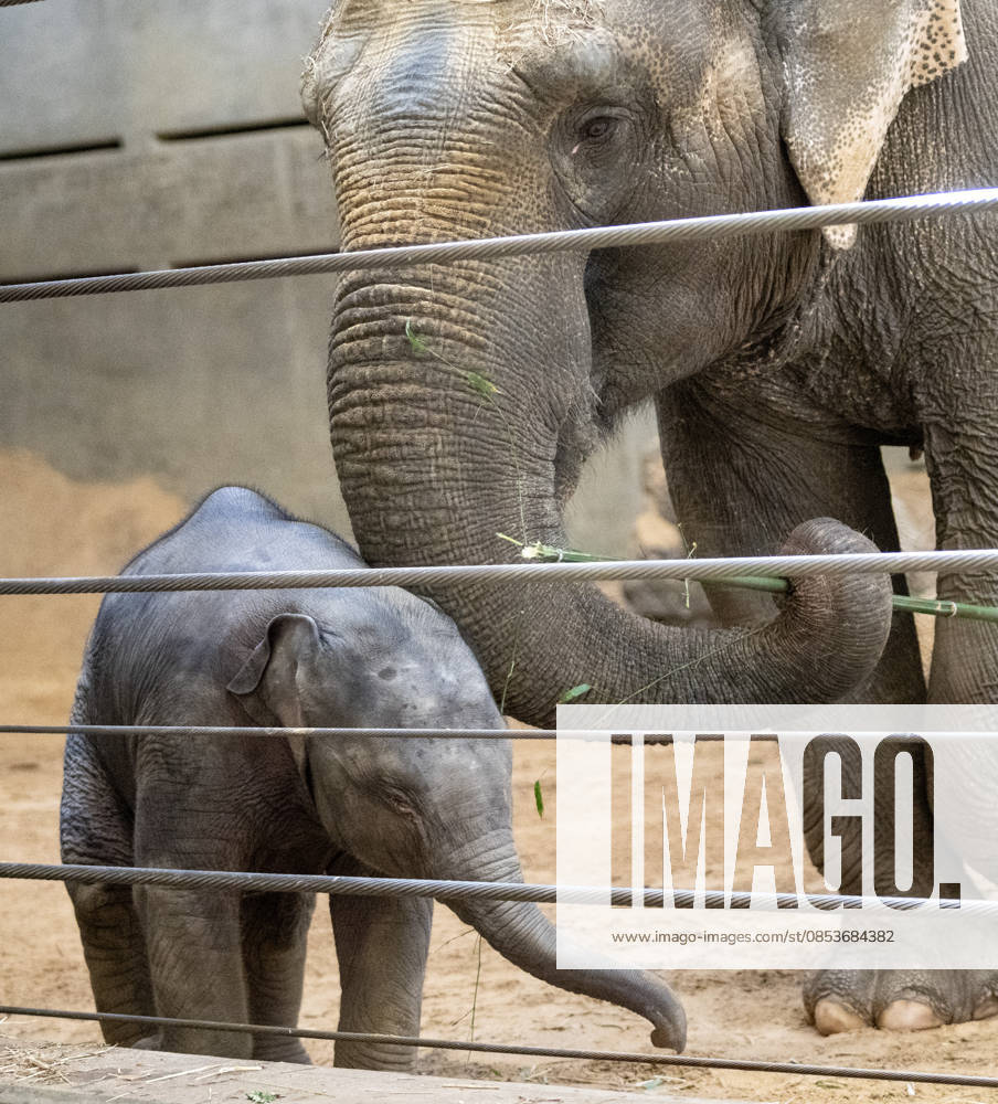 Two-month-old Asian baby elephant Linh Mai makes her public debut at the National Zoo in Washington, DC on Wednesday, April 15, 2026. The staff at the zoo have bottle-raised her since birth after her mother Nhi Linh rejected her. Another female elephant, Swarna, has stepped into the role of caring for Linh Mai. WAS20260415115 PATxBENIC