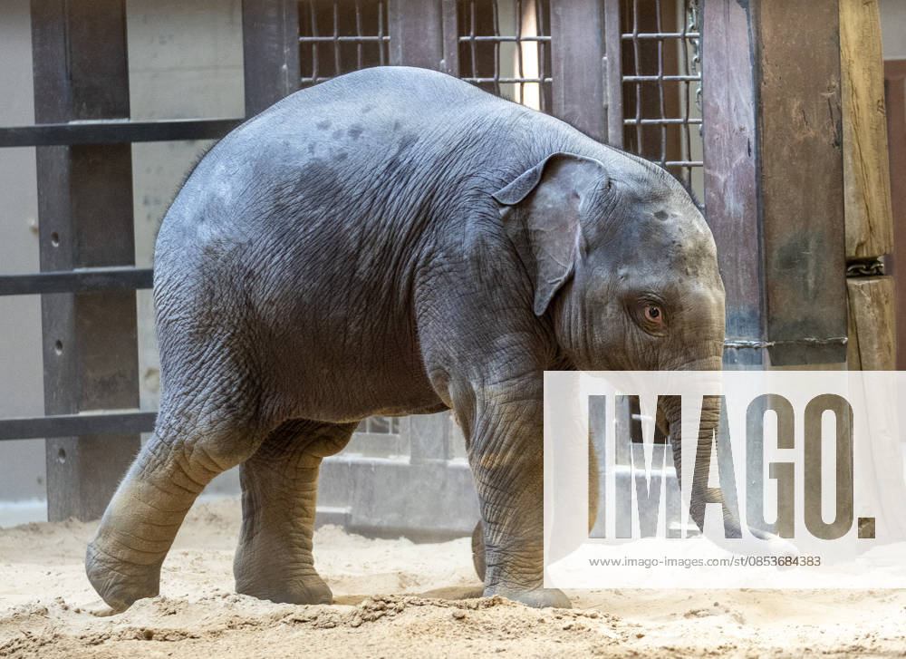 Two-month-old Asian baby elephant Linh Mai makes her public debut at the National Zoo in Washington, DC on Wednesday, April 15, 2026. The staff at the zoo have bottle-raised her since birth after her mother Nhi Linh rejected her. Another female elephant, Swarna, has stepped into the role of caring for Linh Mai. WAS20260415117 PATxBENIC