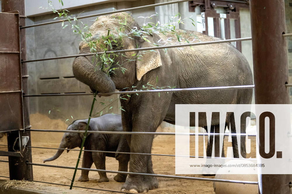Two-month-old Asian baby elephant Linh Mai makes her public debut at the National Zoo in Washington, DC on Wednesday, April 15, 2026. The staff at the zoo have bottle-raised her since birth after her mother Nhi Linh rejected her. Another female elephant, Swarna, has stepped into the role of caring for Linh Mai. WAS20260415119 PATxBENIC
