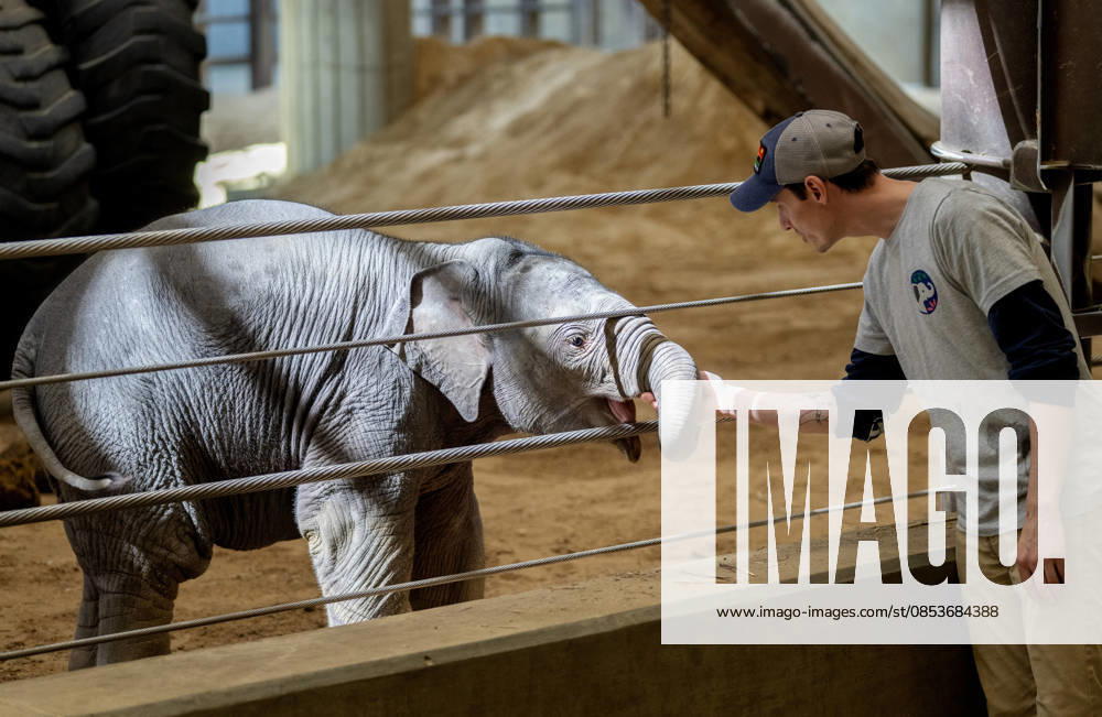 A zookeeper pets two-month-old Asian baby elephant Linh Mai as she makes her public debut at the National Zoo in Washington, DC on Wednesday, April 15, 2026. The staff at the zoo have bottle-raised her since birth after her mother Nhi Linh rejected her. Another female elephant, Swarna, has stepped into the role of caring for Linh Mai. WAS20260415120 PATxBENIC