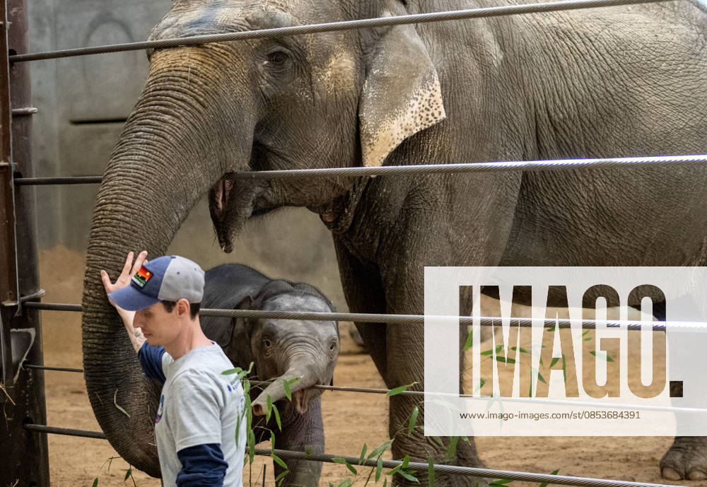 A zookeeper pets two-month-old Asian baby elephant Linh Mai as she makes her public debut at the National Zoo in Washington, DC on Wednesday, April 15, 2026. The staff at the zoo have bottle-raised her since birth after her mother Nhi Linh rejected her. Another female elephant, Swarna, has stepped into the role of caring for Linh Mai. WAS20260415121 PATxBENIC
