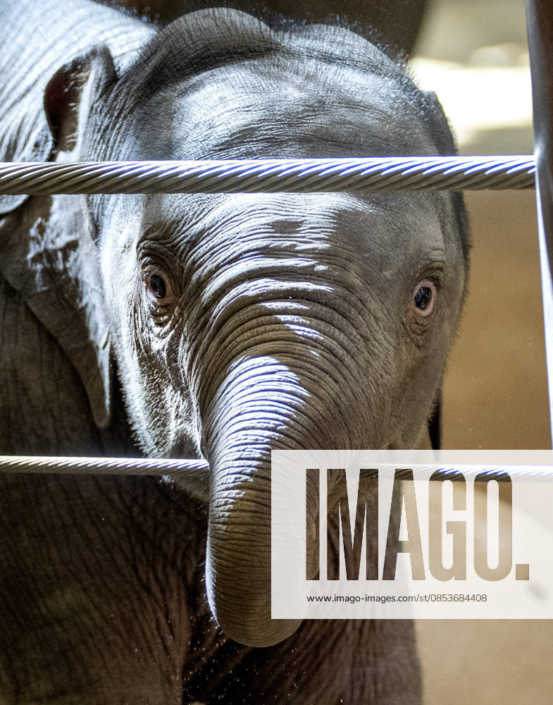 Two-month-old Asian baby elephant Linh Mai makes her public debut at the National Zoo in Washington, DC on Wednesday, April 15, 2026. The staff at the zoo have bottle-raised her since birth after her mother Nhi Linh rejected her. Another female elephant, Swarna, has stepped into the role of caring for Linh Mai. WAS20260415101 PATxBENIC