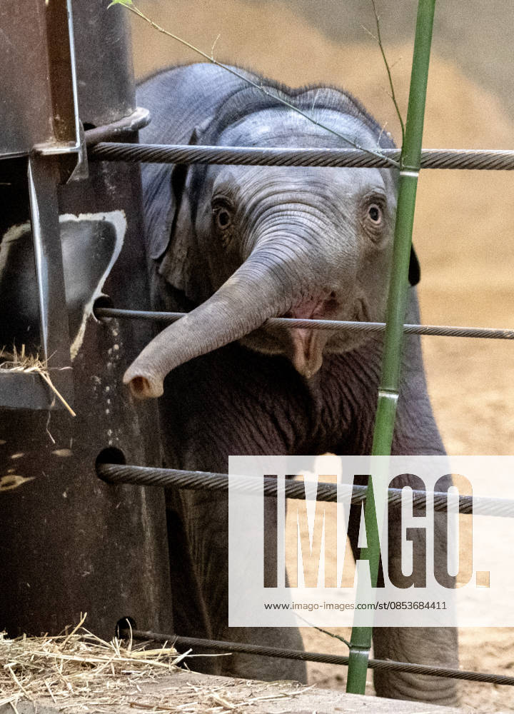 Two-month-old Asian baby elephant Linh Mai makes her public debut at the National Zoo in Washington, DC on Wednesday, April 15, 2026. The staff at the zoo have bottle-raised her since birth after her mother Nhi Linh rejected her. Another female elephant, Swarna, has stepped into the role of caring for Linh Mai. WAS20260415109 PATxBENIC