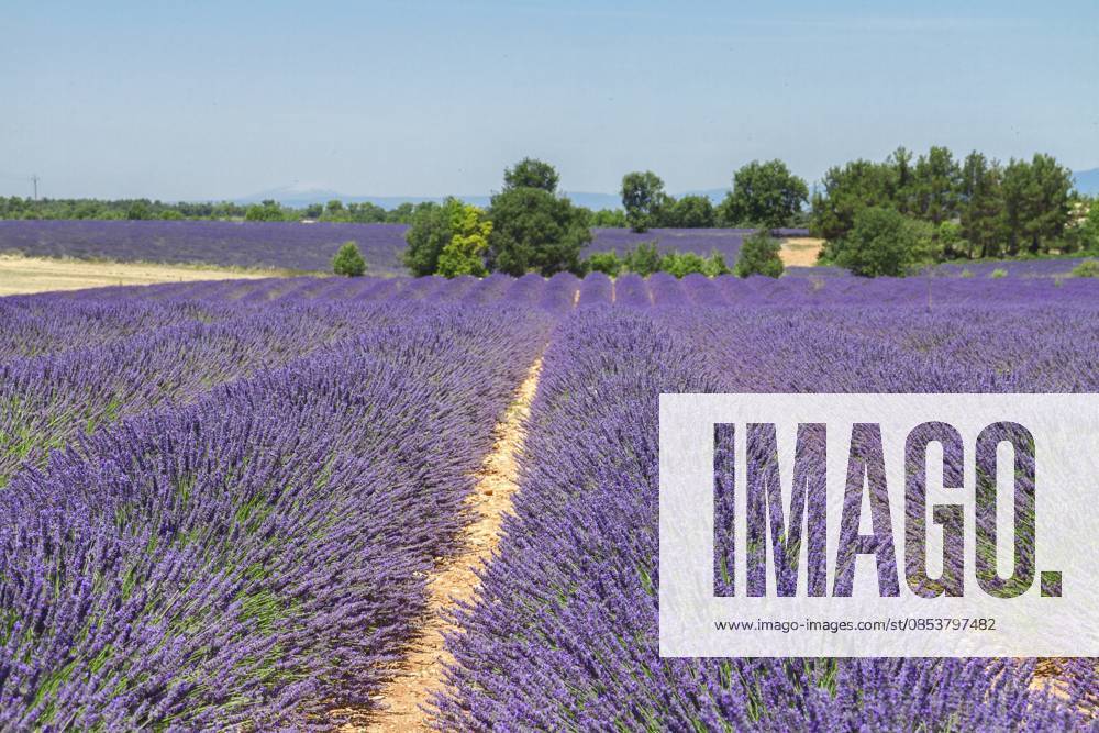 Reihen von Lavendelfeldern unter sommerblauem Himmel, Frankreich Rows of lavender field under summer blue sky, France