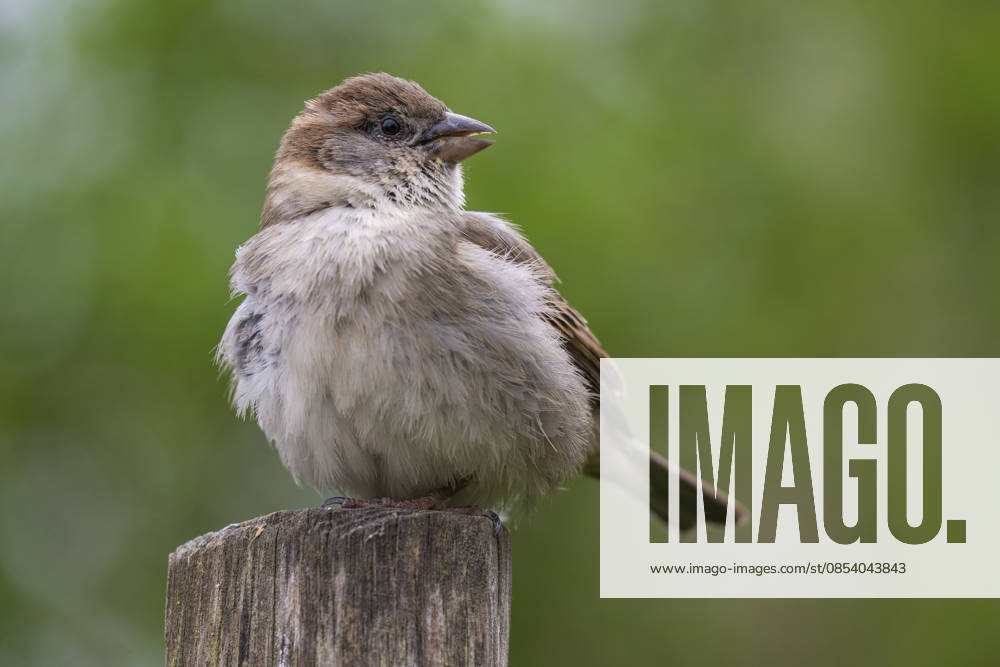 A house sparrow Passer domesicos in Berlin Friedrichsfelde