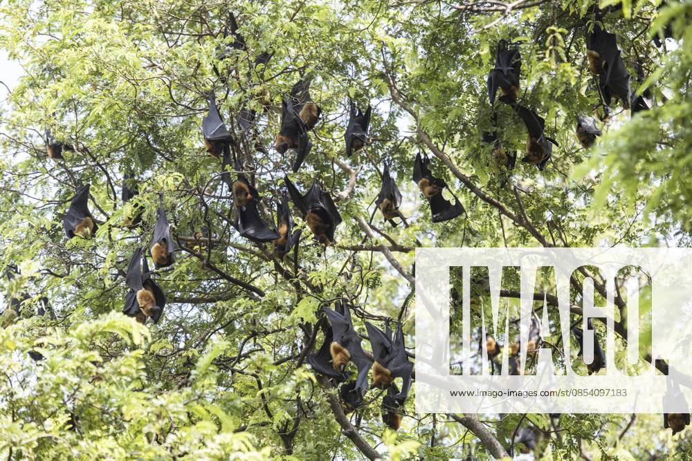 Wilde Fledermäuse im Park am Wat Pho Bang Khla in der Nähe der Stadt Müang Chachoengsao in der Provinz Chachoengsao in Thailand. Thailand, Chachoengsao, 4. November 2023 Wild Bats in the Park at Wat Pho Bang Khla near city Mueang Chachoengsao City in Province of Chachoengsao in Thailand. Thailand, Chachoengsao, November, 4, 2023