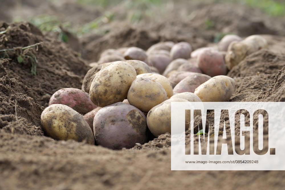 Frisch geerntete Kartoffeln auf einem Acker, die erdige Wurzeln und eine natürliche Bodenumgebung zeigen, als Symbol für ökologischen Landbau, Nachhaltigkeit und landwirtschaftliche Lebensweise. Freshly harvested potatoes exposed in a farm field, showing earthy roots and natural soil environment, symbolizing organic farming, sustainability, and agrarian lifestyle. (License=RF)