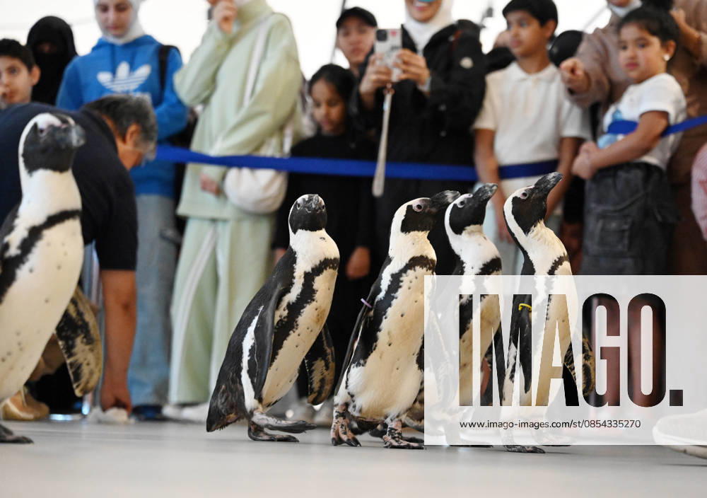 (260421) -- HAWALLI GOVERNORATE, April 21, 2026 -- People participate in a Penguin Walk interactive activity under staff guidance at the Scientific Center in Hawalli Governorate, Kuwait, April 21, 2026. The Scientific Center of Kuwait has recently launched a Penguin Walk interactive program, allowing visitors to observe penguins up close under staff supervision while learning about their habits and marine conservation. (Photo by Xinhua) KUWAIT-HAWALLI GOVERNORATE-PENGUIN WALK EXPERIENCE Asad