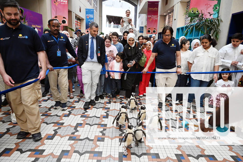 (260421) -- HAWALLI GOVERNORATE, April 21, 2026 -- People walk with penguins during a Penguin Walk interactive activity under staff guidance at the Scientific Center in Hawalli Governorate, Kuwait, April 21, 2026. The Scientific Center of Kuwait has recently launched a Penguin Walk interactive program, allowing visitors to observe penguins up close under staff supervision while learning about their habits and marine conservation. (Photo by Xinhua) KUWAIT-HAWALLI GOVERNORATE-PENGUIN WALK EXPERIENCE Asad