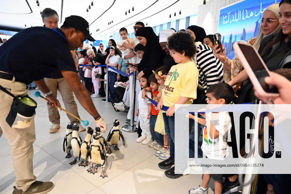 (260421) -- HAWALLI GOVERNORATE, April 21, 2026 -- People watch penguins during a Penguin Walk interactive activity under staff guidance at the Scientific Center in Hawalli Governorate, Kuwait, April 21, 2026. The Scientific Center of Kuwait has recently launched a Penguin Walk interactive program, allowing visitors to observe penguins up close under staff supervision while learning about their habits and marine conservation. (Photo by Xinhua) KUWAIT-HAWALLI GOVERNORATE-PENGUIN WALK EXPERIENCE Asad