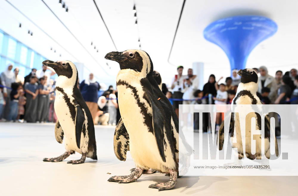 (260421) -- HAWALLI GOVERNORATE, April 21, 2026 -- Penguins are pictured during a Penguin Walk interactive activity at the Scientific Center in Hawalli Governorate, Kuwait, April 21, 2026. The Scientific Center of Kuwait has recently launched a Penguin Walk interactive program, allowing visitors to observe penguins up close under staff supervision while learning about their habits and marine conservation. (Photo by Xinhua) KUWAIT-HAWALLI GOVERNORATE-PENGUIN WALK EXPERIENCE Asad