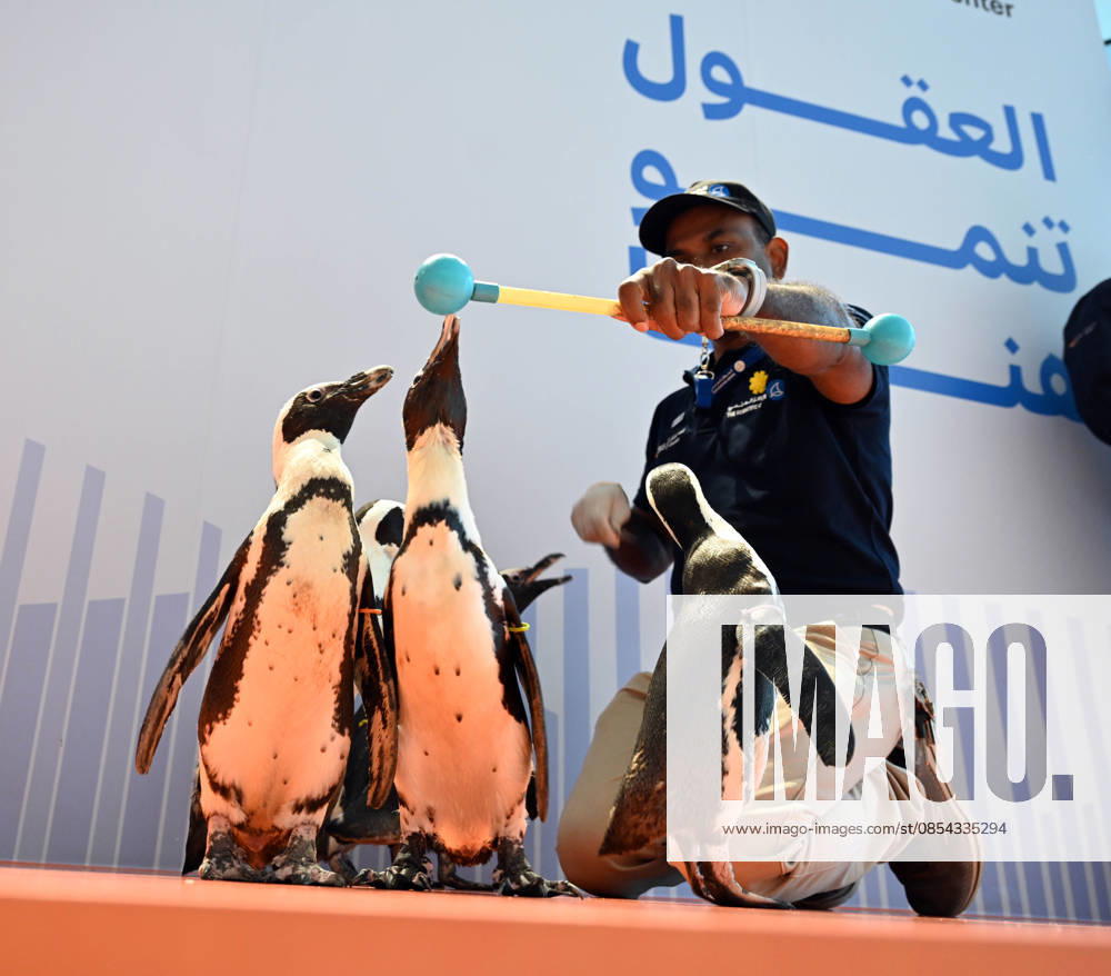 (260421) -- HAWALLI GOVERNORATE, April 21, 2026 -- Penguins interact with a staff during a Penguin Walk interactive activity at The Scientific Center in Hawalli Governorate, Kuwait, April 21, 2026. The Scientific Center of Kuwait has recently launched a Penguin Walk interactive program, allowing visitors to observe penguins up close under staff supervision while learning about their habits and marine conservation. (Photo by Xinhua) KUWAIT-HAWALLI GOVERNORATE-PENGUIN WALK EXPERIENCE Asad