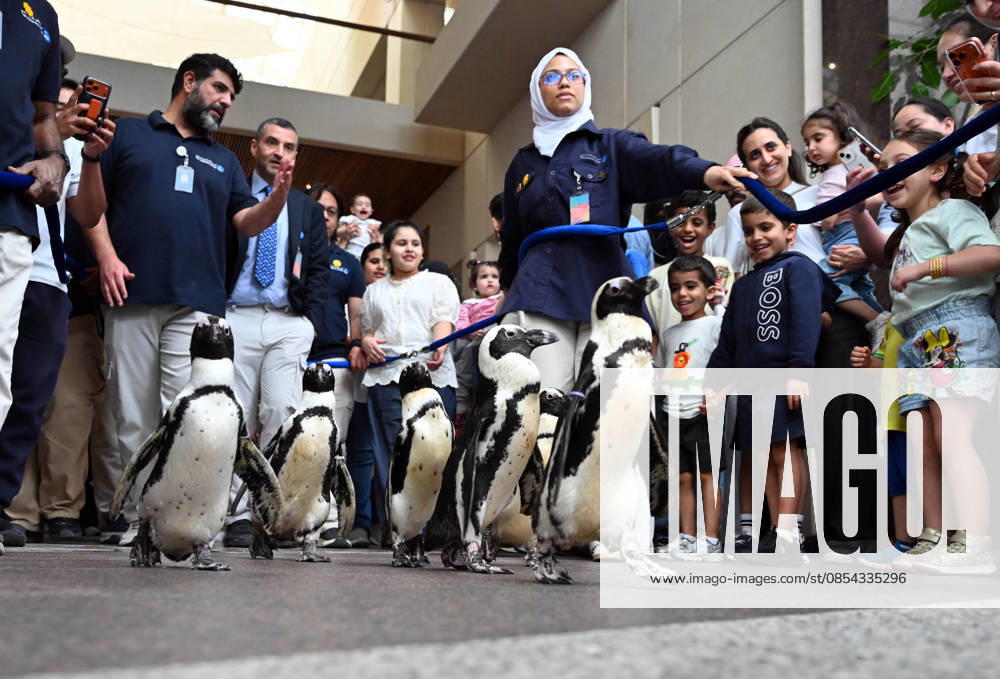 (260421) -- HAWALLI GOVERNORATE, April 21, 2026 -- People walk with penguins during a Penguin Walk interactive activity under staff guidance at the Scientific Center in Hawalli Governorate, Kuwait, April 21, 2026. The Scientific Center of Kuwait has recently launched a Penguin Walk interactive program, allowing visitors to observe penguins up close under staff supervision while learning about their habits and marine conservation. (Photo by Xinhua) KUWAIT-HAWALLI GOVERNORATE-PENGUIN WALK EXPERIENCE Asad