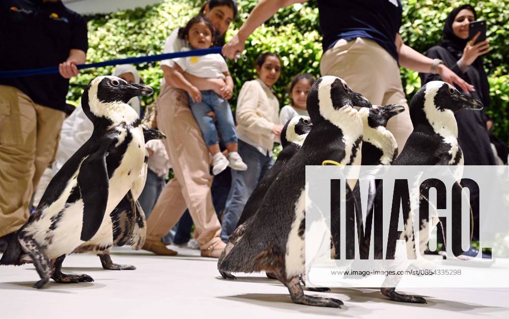 (260421) -- HAWALLI GOVERNORATE, April 21, 2026 -- Penguins are pictured during a Penguin Walk interactive activity at the Scientific Center in Hawalli Governorate, Kuwait, April 21, 2026. The Scientific Center of Kuwait has recently launched a Penguin Walk interactive program, allowing visitors to observe penguins up close under staff supervision while learning about their habits and marine conservation. (Photo by Xinhua) KUWAIT-HAWALLI GOVERNORATE-PENGUIN WALK EXPERIENCE Asad