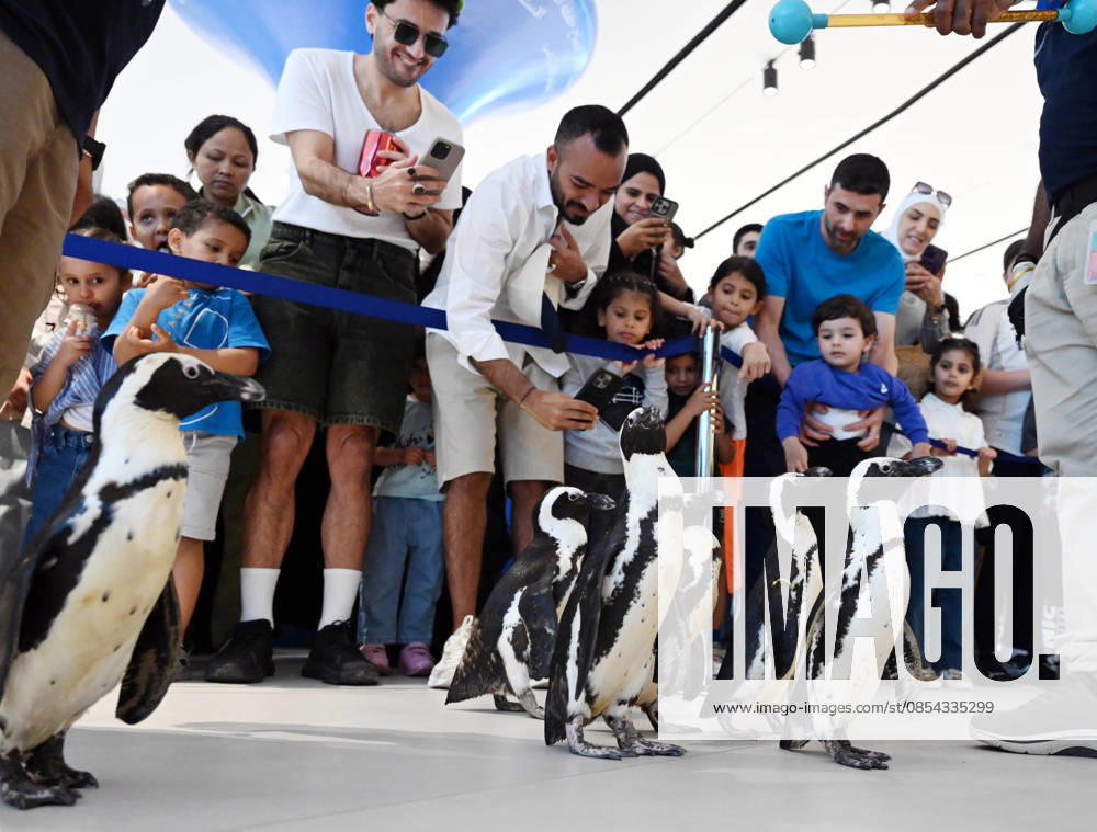 (260421) -- HAWALLI GOVERNORATE, April 21, 2026 -- People watch penguins during a Penguin Walk interactive activity under staff guidance at the Scientific Center in Hawalli Governorate, Kuwait, April 21, 2026. The Scientific Center of Kuwait has recently launched a Penguin Walk interactive program, allowing visitors to observe penguins up close under staff supervision while learning about their habits and marine conservation. (Photo by Xinhua) KUWAIT-HAWALLI GOVERNORATE-PENGUIN WALK EXPERIENCE Asad