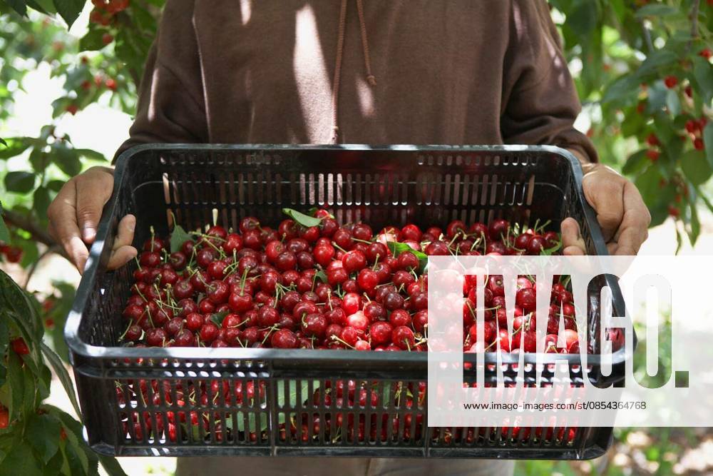 Midsection of man carrying basket full of freshly harvested cherries model released Symbolfoto