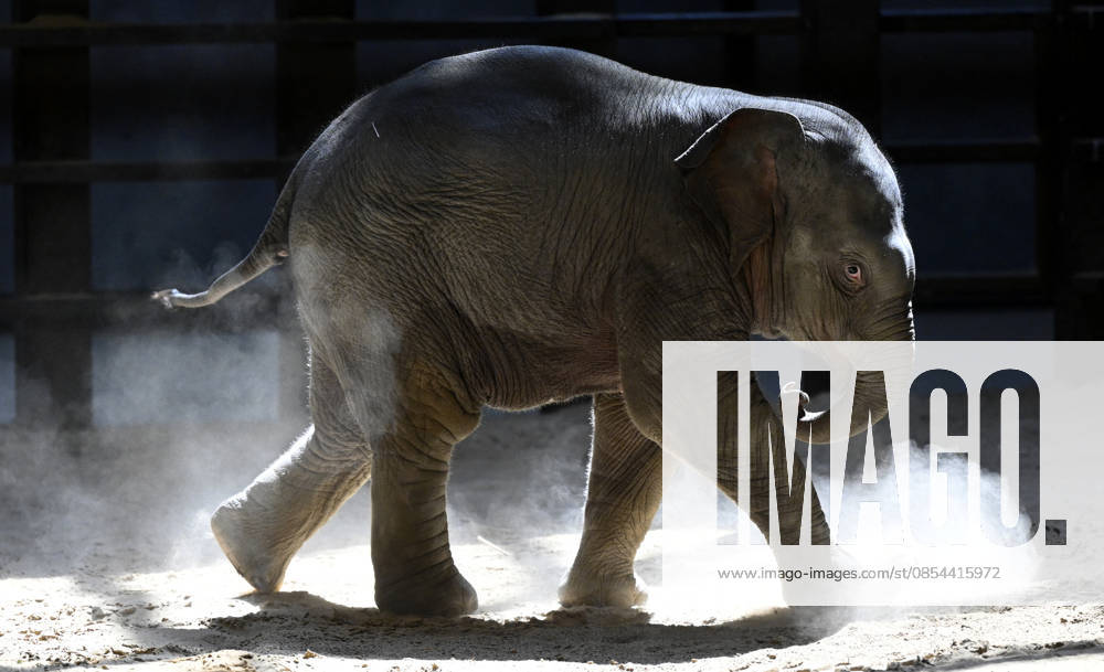 Baby Asian Elephant Makes Her Debut At The National Zoo In Washington DC Linh Mai, a 2-month-old Asian elephant, wanders her enclosure with a female elephant Swarna at the Smithsonian National Zoological Park on April 22, 2026 in Washington, DC. The new elephant was born February 2nd and is the first Asian elephant born at the zoo in 25 years. Photo by Olivier Douliery ABACAPRESS.COM Washington DC United States