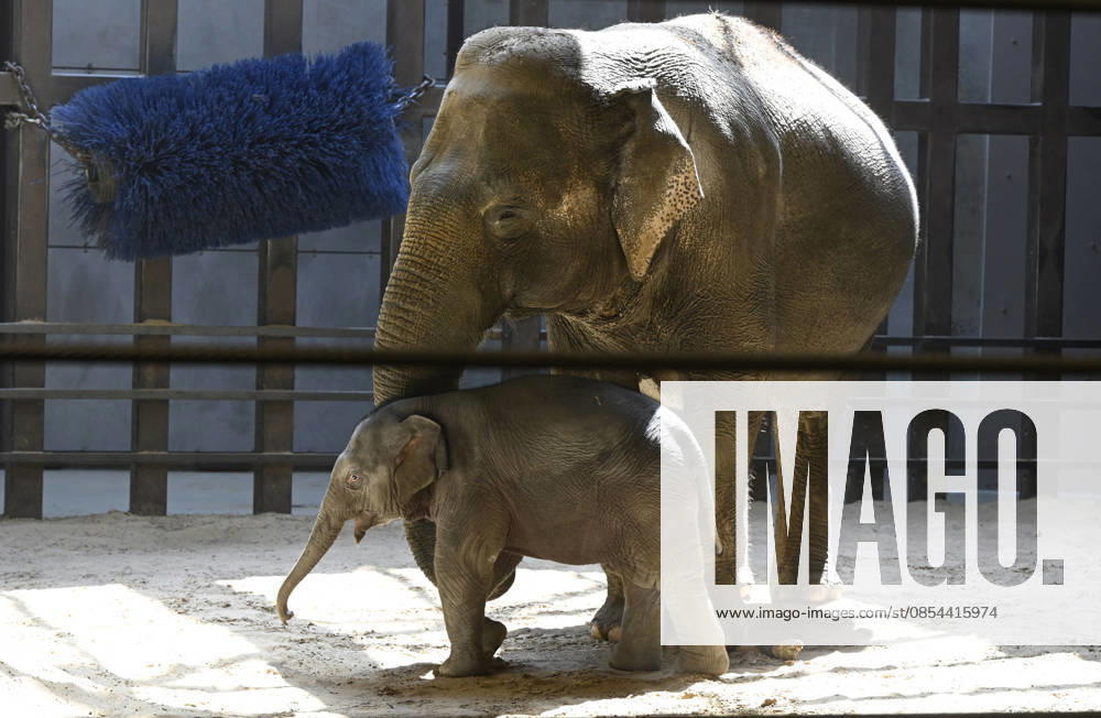 Baby Asian Elephant Makes Her Debut At The National Zoo In Washington DC Linh Mai, a 2-month-old Asian elephant, wanders her enclosure with a female elephant Swarna at the Smithsonian National Zoological Park on April 22, 2026 in Washington, DC. The new elephant was born February 2nd and is the first Asian elephant born at the zoo in 25 years. Photo by Olivier Douliery ABACAPRESS.COM Washington DC United States