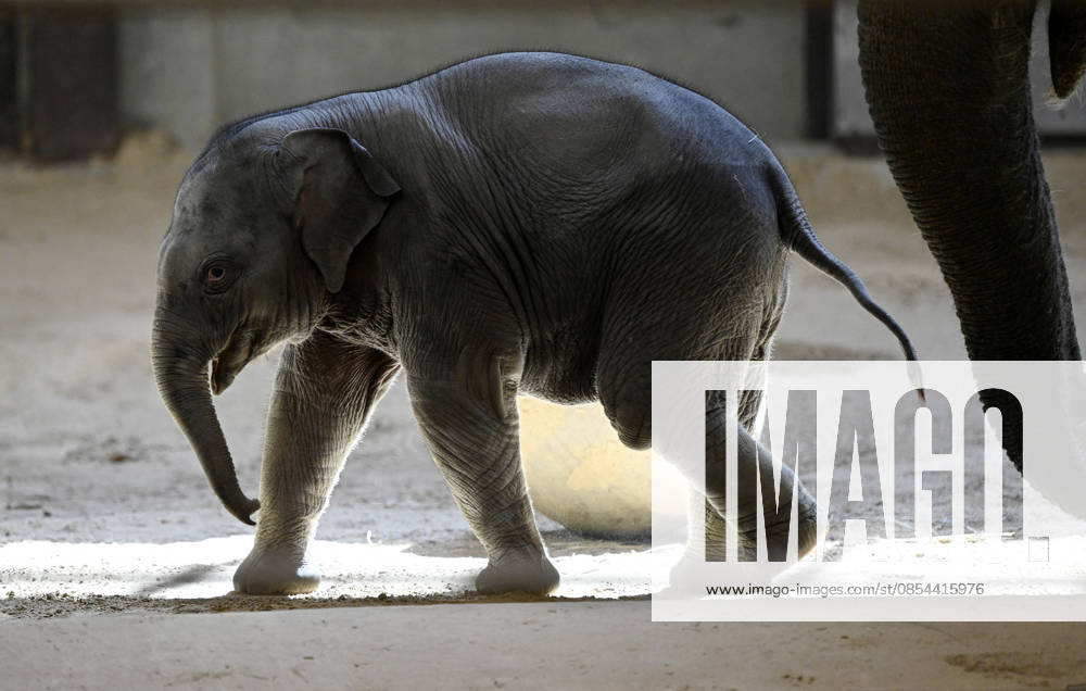 Baby Asian Elephant Makes Her Debut At The National Zoo In Washington DC Linh Mai, a 2-month-old Asian elephant, wanders her enclosure with a female elephant Swarna at the Smithsonian National Zoological Park on April 22, 2026 in Washington, DC. The new elephant was born February 2nd and is the first Asian elephant born at the zoo in 25 years. Photo by Olivier Douliery ABACAPRESS.COM Washington DC United States