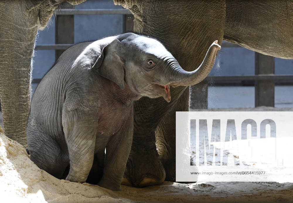 Baby Asian Elephant Makes Her Debut At The National Zoo In Washington DC Linh Mai, a 2-month-old Asian elephant, wanders her enclosure with a female elephant Swarna at the Smithsonian National Zoological Park on April 22, 2026 in Washington, DC. The new elephant was born February 2nd and is the first Asian elephant born at the zoo in 25 years. Photo by Olivier Douliery ABACAPRESS.COM Washington DC United States