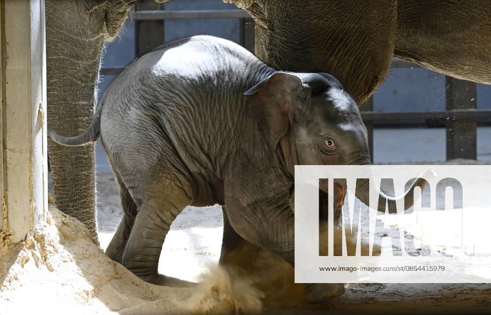 Baby Asian Elephant Makes Her Debut At The National Zoo In Washington DC Linh Mai, a 2-month-old Asian elephant, wanders her enclosure with a female elephant Swarna at the Smithsonian National Zoological Park on April 22, 2026 in Washington, DC. The new elephant was born February 2nd and is the first Asian elephant born at the zoo in 25 years. Photo by Olivier Douliery ABACAPRESS.COM Washington DC United States