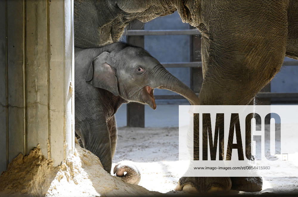 Baby Asian Elephant Makes Her Debut At The National Zoo In Washington DC Linh Mai, a 2-month-old Asian elephant, wanders her enclosure with a female elephant Swarna at the Smithsonian National Zoological Park on April 22, 2026 in Washington, DC. The new elephant was born February 2nd and is the first Asian elephant born at the zoo in 25 years. Photo by Olivier Douliery ABACAPRESS.COM Washington DC United States