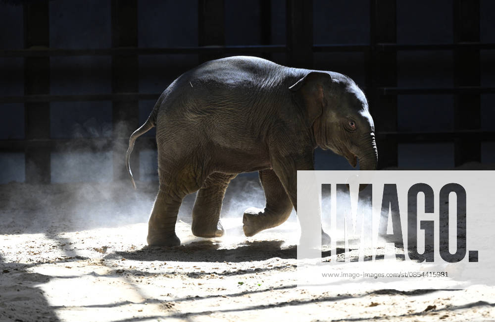 Baby Asian Elephant Makes Her Debut At The National Zoo In Washington DC Linh Mai, a 2-month-old Asian elephant, wanders her enclosure with a female elephant Swarna at the Smithsonian National Zoological Park on April 22, 2026 in Washington, DC. The new elephant was born February 2nd and is the first Asian elephant born at the zoo in 25 years. Photo by Olivier Douliery ABACAPRESS.COM Washington DC United States