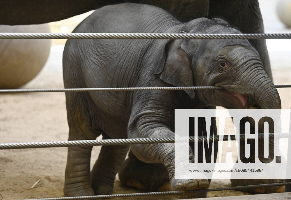 Baby Asian Elephant Makes Her Debut At The National Zoo In Washington DC Linh Mai, a 2-month-old Asian elephant, wanders her enclosure with a female elephant Swarna at the Smithsonian National Zoological Park on April 22, 2026 in Washington, DC. The new elephant was born February 2nd and is the first Asian elephant born at the zoo in 25 years. Photo by Olivier Douliery ABACAPRESS.COM Washington DC United States