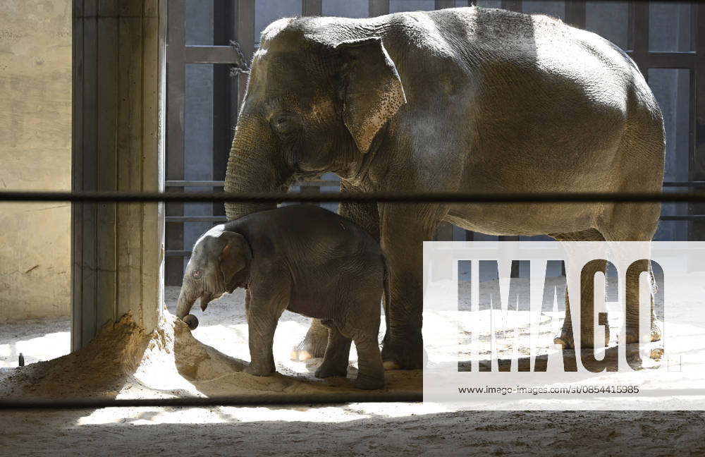 Baby Asian Elephant Makes Her Debut At The National Zoo In Washington DC Linh Mai, a 2-month-old Asian elephant, wanders her enclosure with a female elephant Swarna at the Smithsonian National Zoological Park on April 22, 2026 in Washington, DC. The new elephant was born February 2nd and is the first Asian elephant born at the zoo in 25 years. Photo by Olivier Douliery ABACAPRESS.COM Washington DC United States