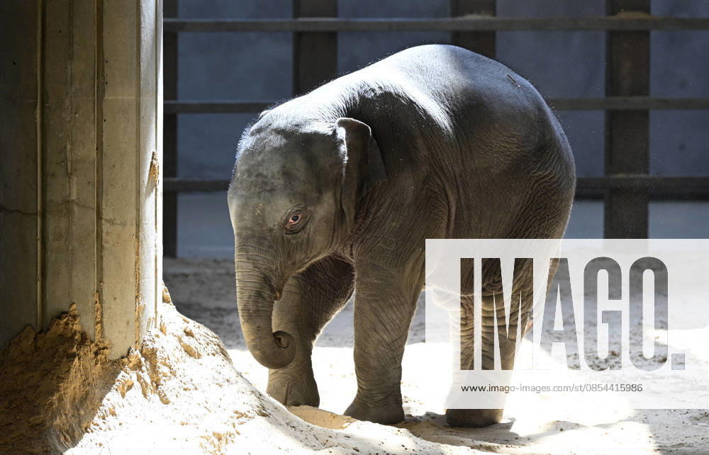 Baby Asian Elephant Makes Her Debut At The National Zoo In Washington DC Linh Mai, a 2-month-old Asian elephant, wanders her enclosure with a female elephant Swarna at the Smithsonian National Zoological Park on April 22, 2026 in Washington, DC. The new elephant was born February 2nd and is the first Asian elephant born at the zoo in 25 years. Photo by Olivier Douliery ABACAPRESS.COM Washington DC United States