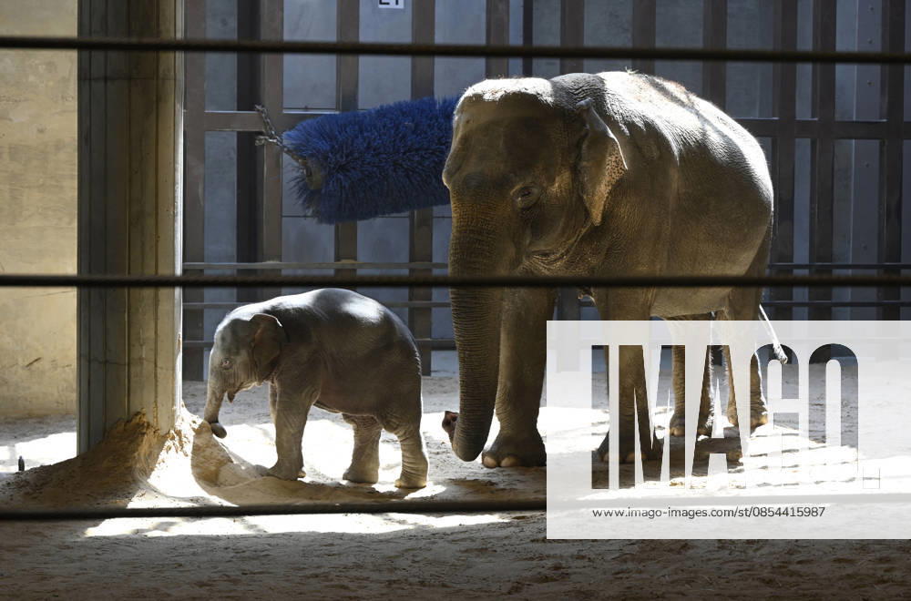 Baby Asian Elephant Makes Her Debut At The National Zoo In Washington DC Linh Mai, a 2-month-old Asian elephant, wanders her enclosure with a female elephant Swarna at the Smithsonian National Zoological Park on April 22, 2026 in Washington, DC. The new elephant was born February 2nd and is the first Asian elephant born at the zoo in 25 years. Photo by Olivier Douliery ABACAPRESS.COM Washington DC United States