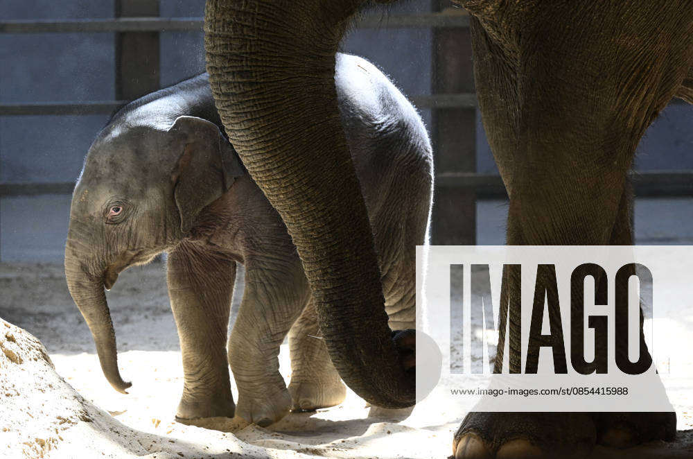 Baby Asian Elephant Makes Her Debut At The National Zoo In Washington DC Linh Mai, a 2-month-old Asian elephant, wanders her enclosure with a female elephant Swarna at the Smithsonian National Zoological Park on April 22, 2026 in Washington, DC. The new elephant was born February 2nd and is the first Asian elephant born at the zoo in 25 years. Photo by Olivier Douliery ABACAPRESS.COM Washington DC United States