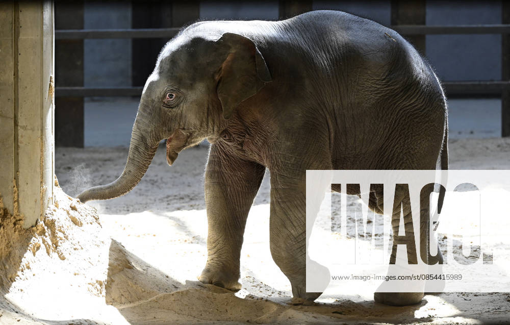 Baby Asian Elephant Makes Her Debut At The National Zoo In Washington DC Linh Mai, a 2-month-old Asian elephant, wanders her enclosure with a female elephant Swarna at the Smithsonian National Zoological Park on April 22, 2026 in Washington, DC. The new elephant was born February 2nd and is the first Asian elephant born at the zoo in 25 years. Photo by Olivier Douliery ABACAPRESS.COM Washington DC United States