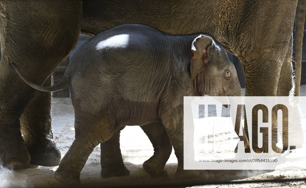 Baby Asian Elephant Makes Her Debut At The National Zoo In Washington DC Linh Mai, a 2-month-old Asian elephant, wanders her enclosure with a female elephant Swarna at the Smithsonian National Zoological Park on April 22, 2026 in Washington, DC. The new elephant was born February 2nd and is the first Asian elephant born at the zoo in 25 years. Photo by Olivier Douliery ABACAPRESS.COM Washington DC United States