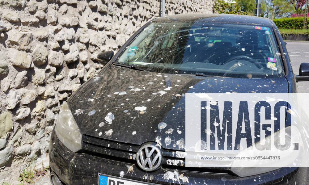 Car full of bird droppings