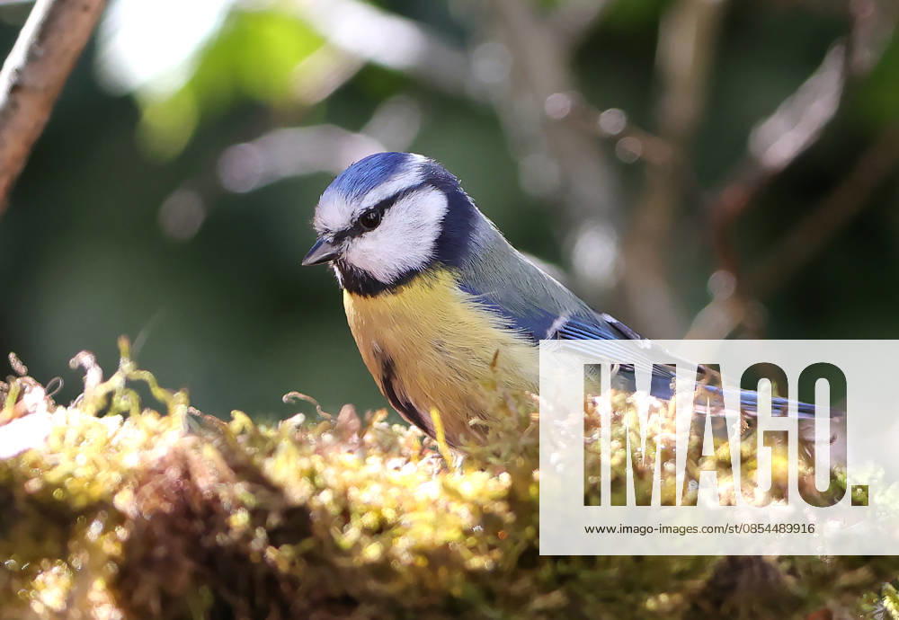 Wildlife in the garden, Munich , in the picture blue tit