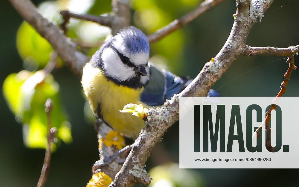Wildlife in the garden, Munich , in the picture blue tit