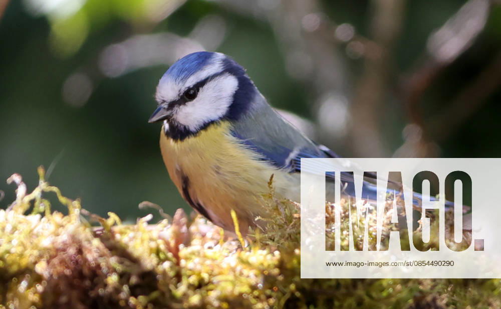 Wildlife in the garden, Munich , in the picture blue tit