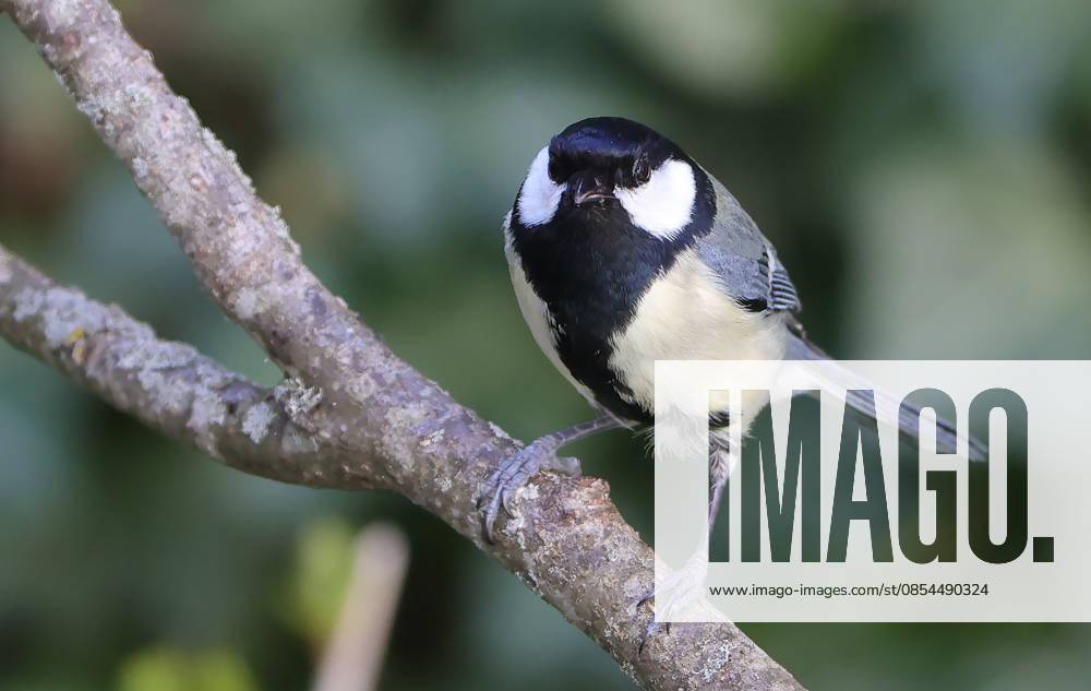 Wildlife in the garden, Munich , in the picture great tit