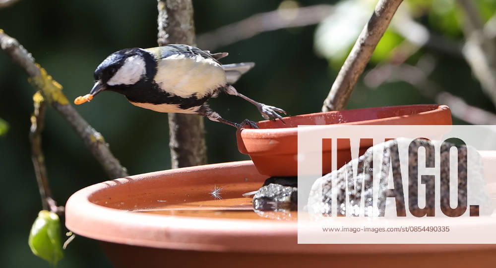 Wildlife in the garden, Munich , in the picture great tit at the feeding place