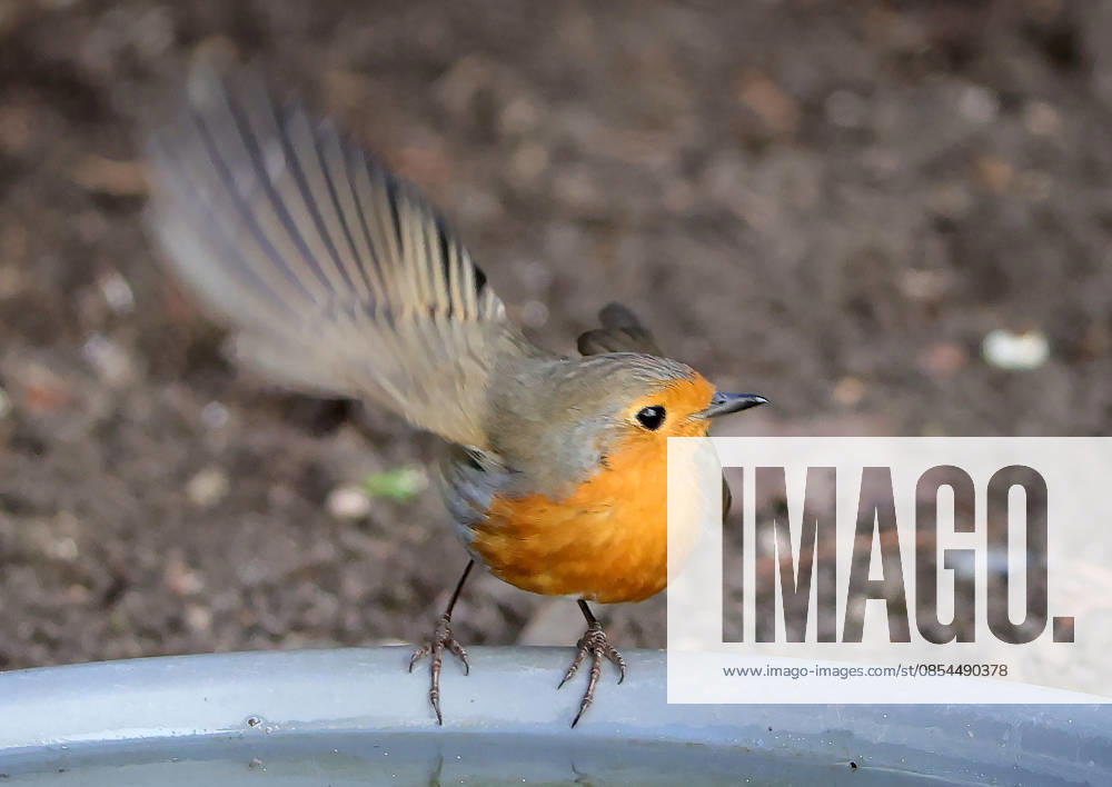 Wildlife in the garden, Munich , in the picture robin