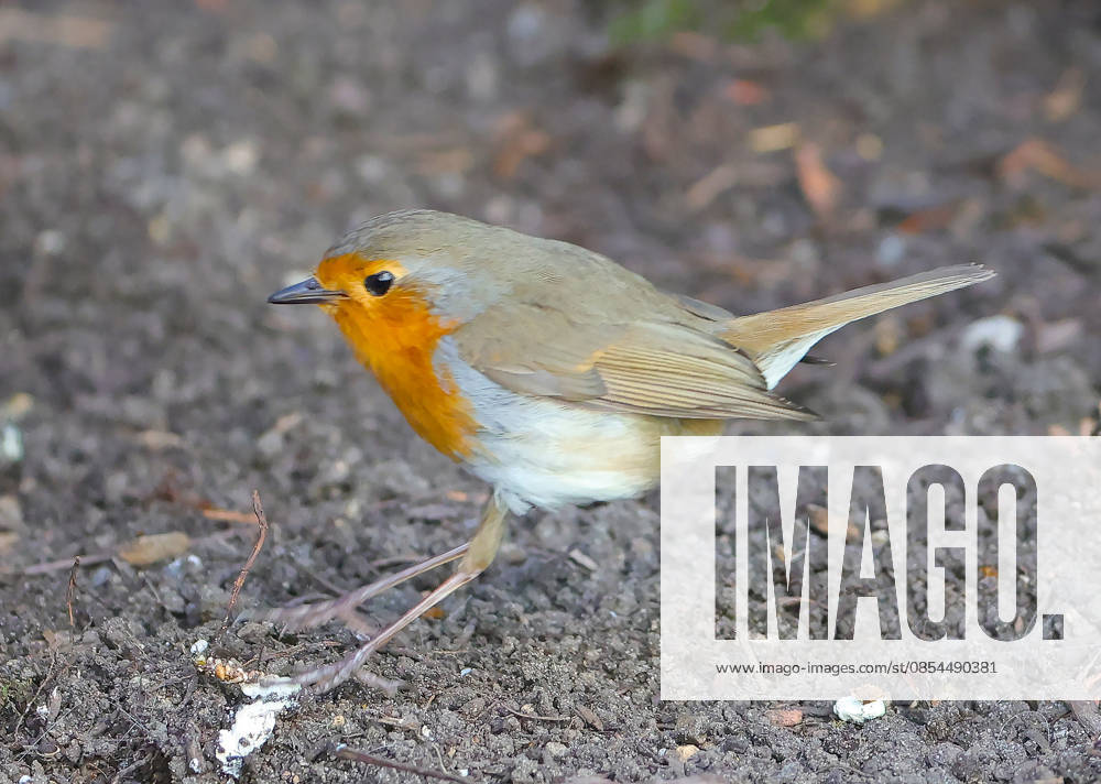 Wildlife in the garden, Munich , in the picture robin