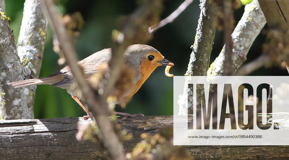 Wildlife in the garden, Munich , in the picture robin