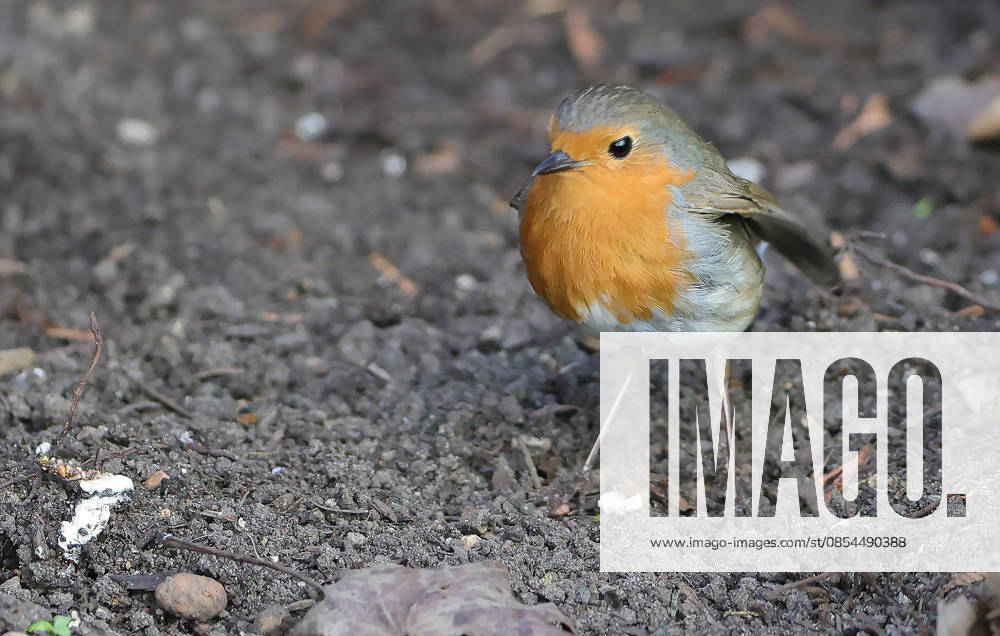 Wildlife in the garden, Munich , in the picture robin