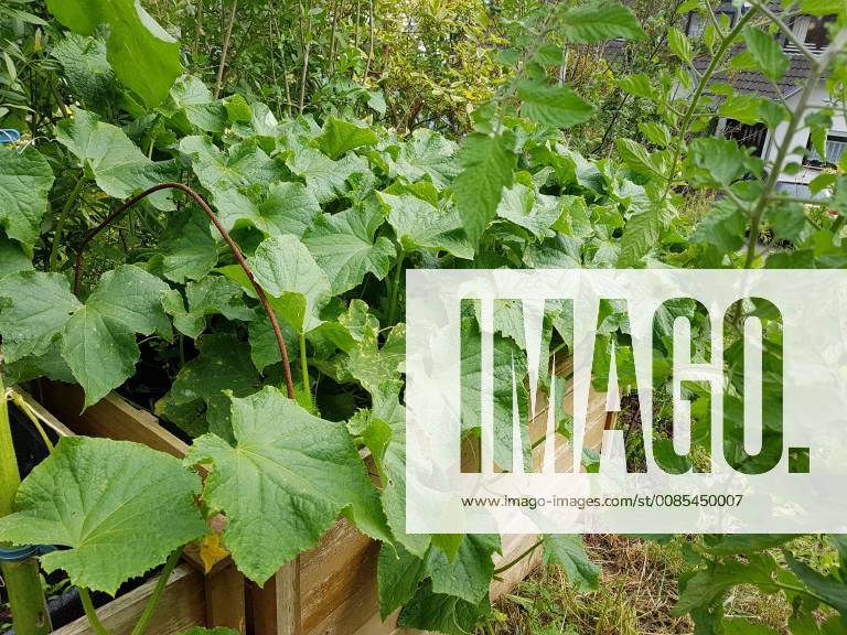 Raised bed of cucumbers Cumumis sativus Raised bed cucumbers cumumis sativus