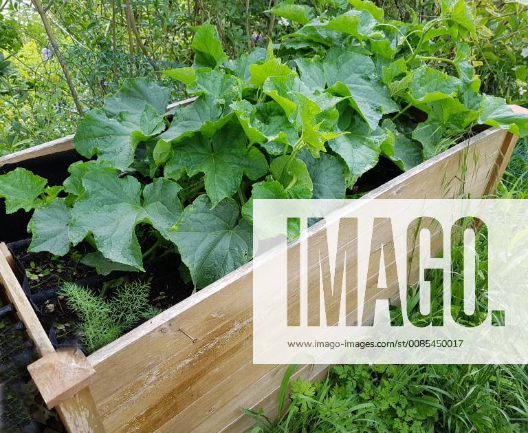 Raised bed of cucumbers Cumumis sativus Raised bed cucumbers cumumis sativus